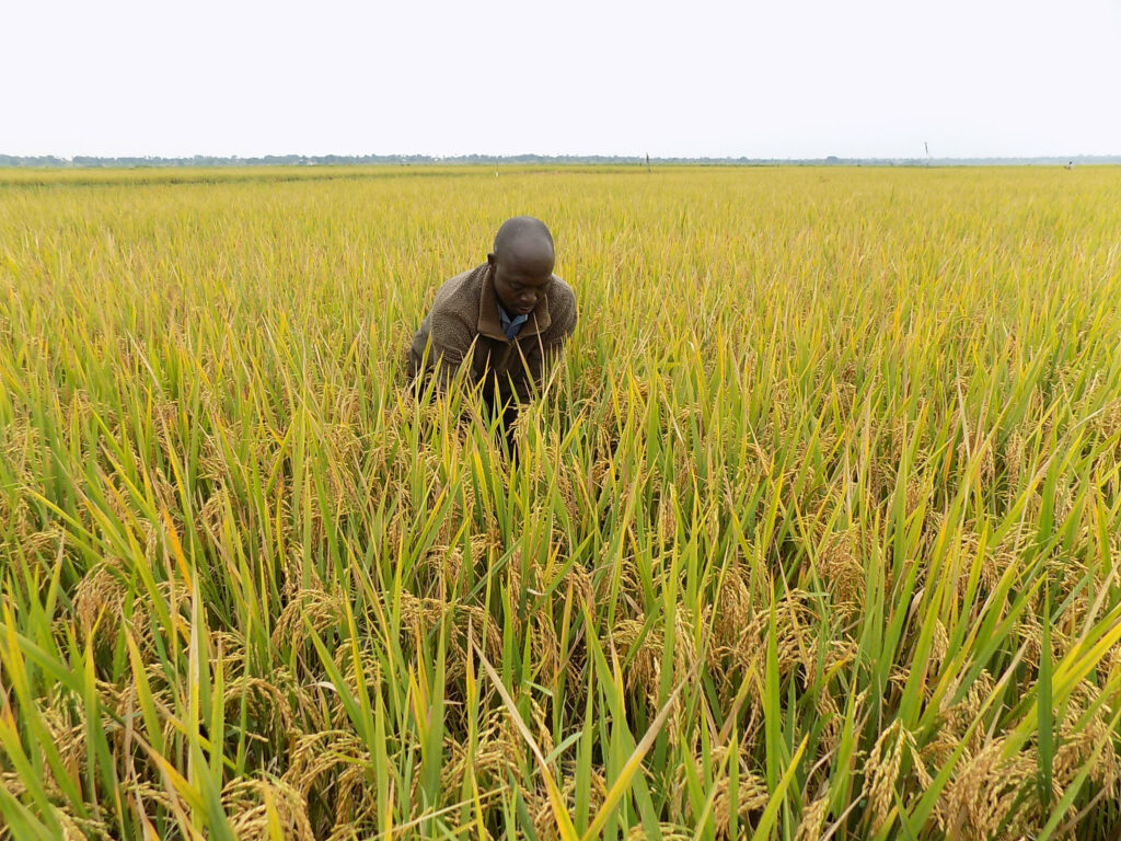 Wetlands: a powerful ally in climate resilience we can’t afford to overlook