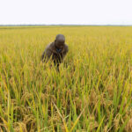 Wetlands: a powerful ally in climate resilience we can’t afford to overlook